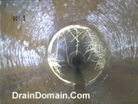 tree root ingress in drains
